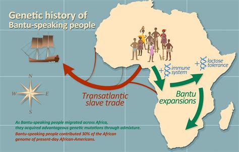 İlk Bantu Göçleri: Afrika İçinde Yeni Bir Çağın Doğuşu ve Krallıkların Yükselişi